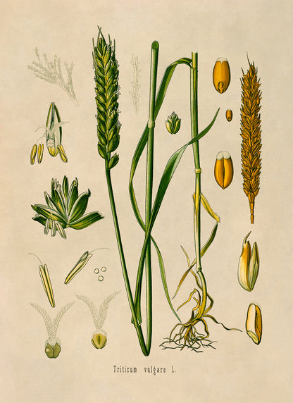 Wheat Plant Botanical Illustration Print, MOBO56