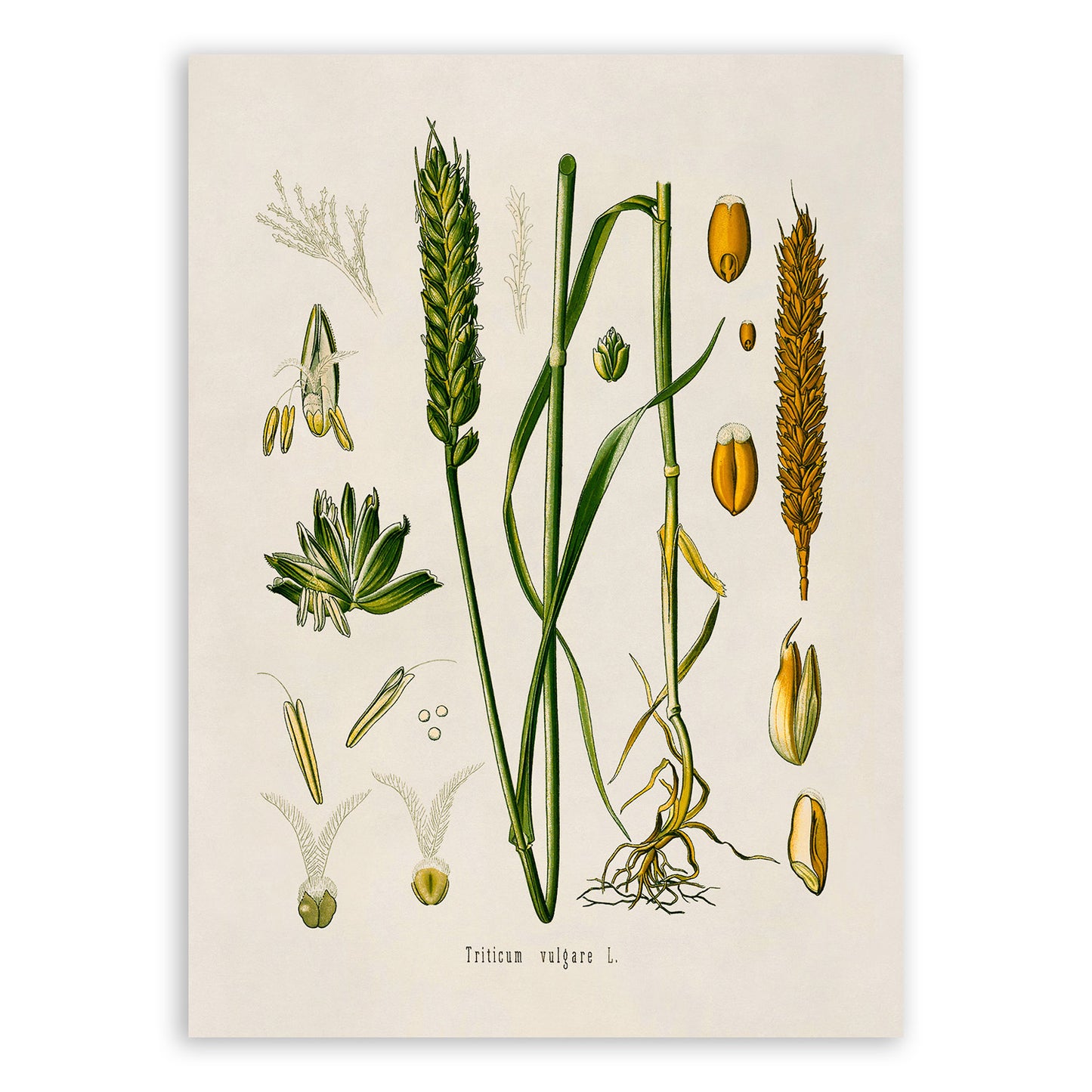 Wheat Plant Botanical Illustration Print, MOBO56