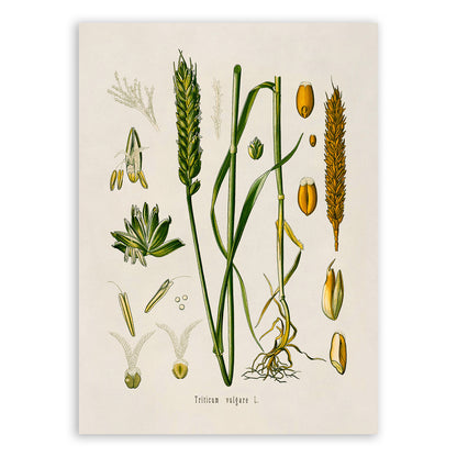 Wheat Plant Botanical Illustration Print, MOBO56