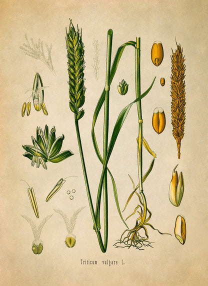 Wheat Plant Botanical Illustration Print, MOBO56