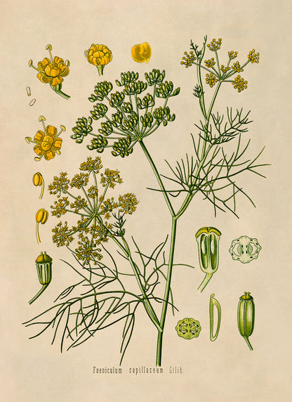 Fennel Plant Botanical Illustration Print, MOBO57