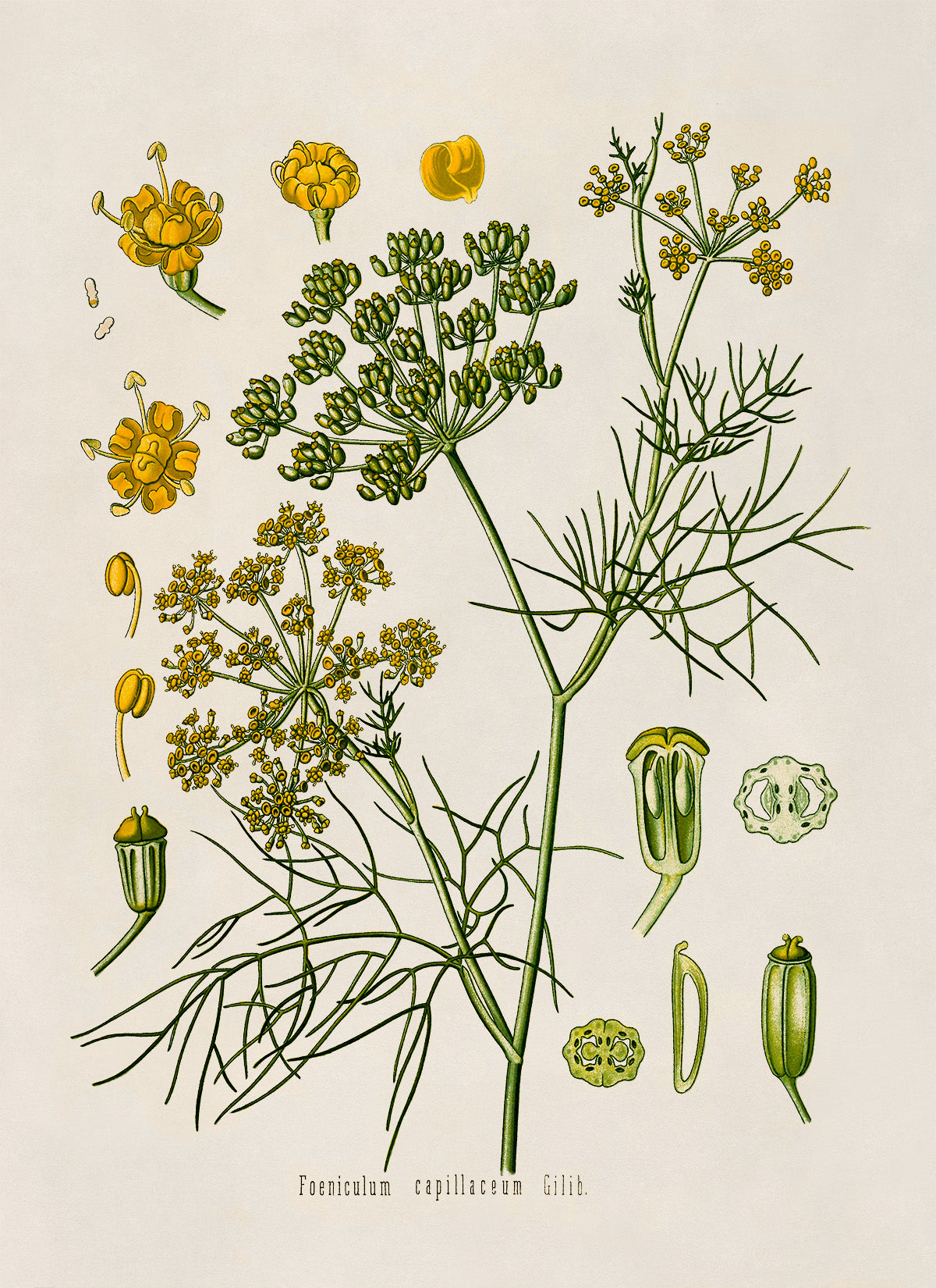 Fennel Plant Botanical Illustration Print, MOBO57