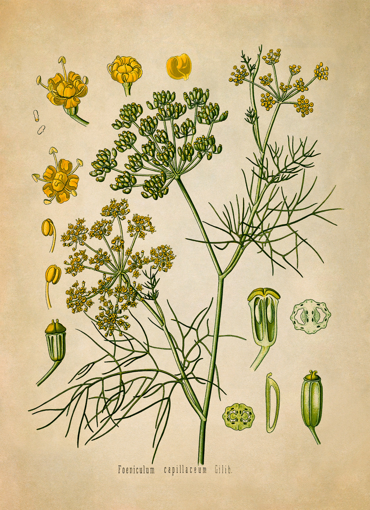 Fennel Plant Botanical Illustration Print, MOBO57