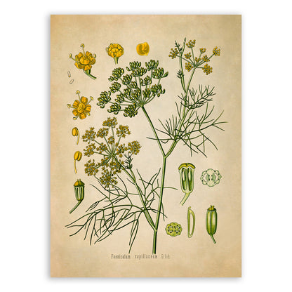 Fennel Plant Botanical Illustration Print, MOBO57