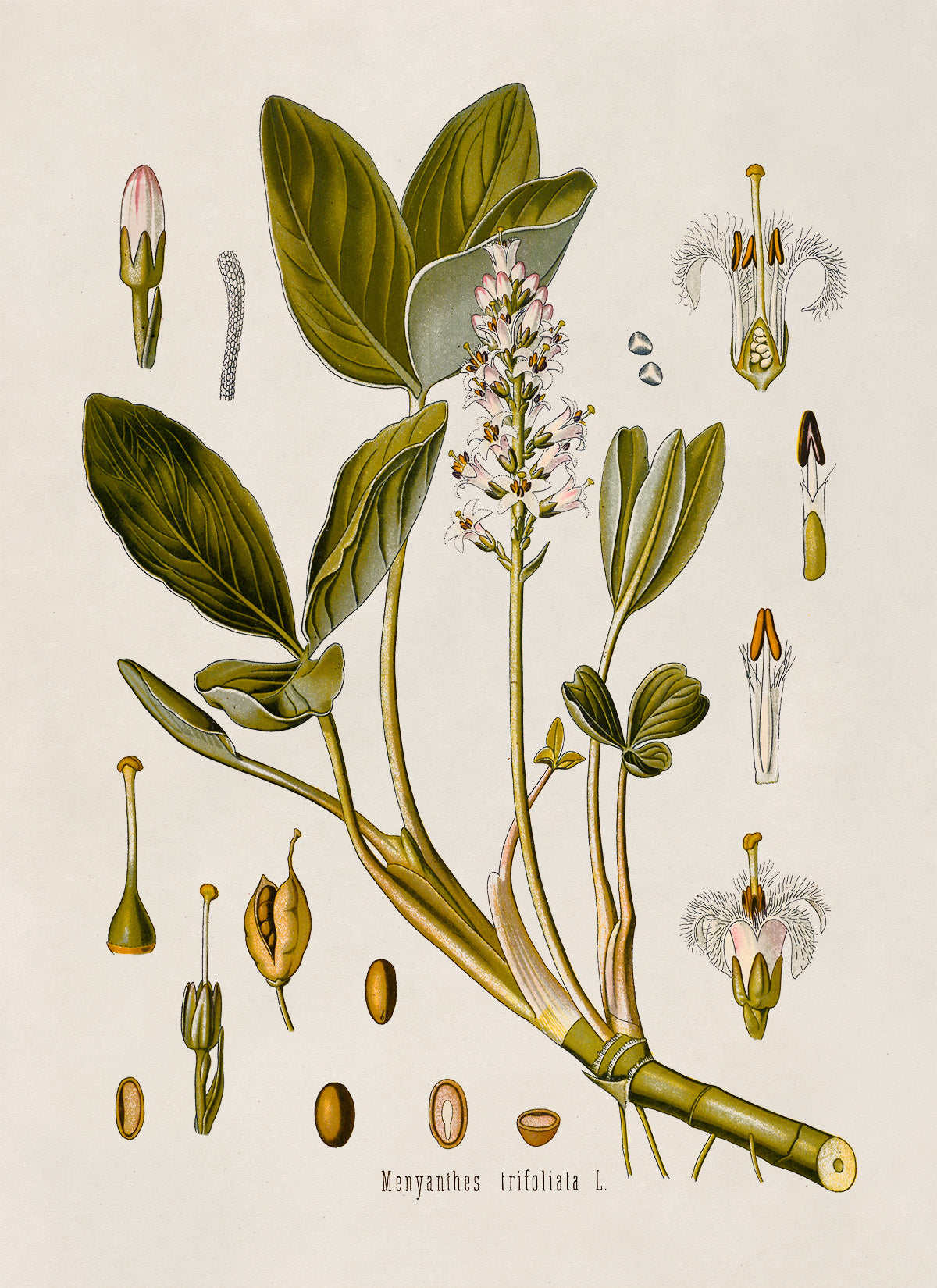 Buckbean Plant Botanical Illustration Print, MOBO58