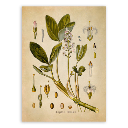 Buckbean Plant Botanical Illustration Print, MOBO58