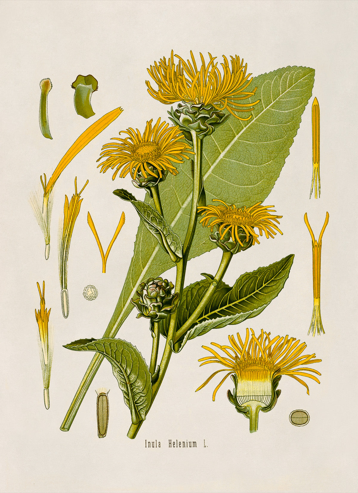 Elecampane Flower Botanical Illustration Print, MOBO59