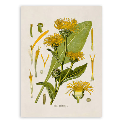 Elecampane Flower Botanical Illustration Print, MOBO59