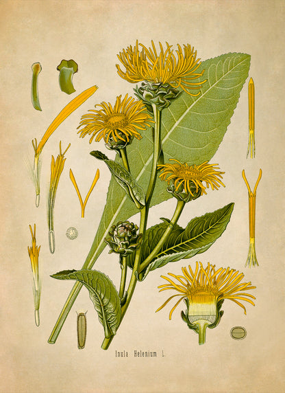 Elecampane Flower Botanical Illustration Print, MOBO59