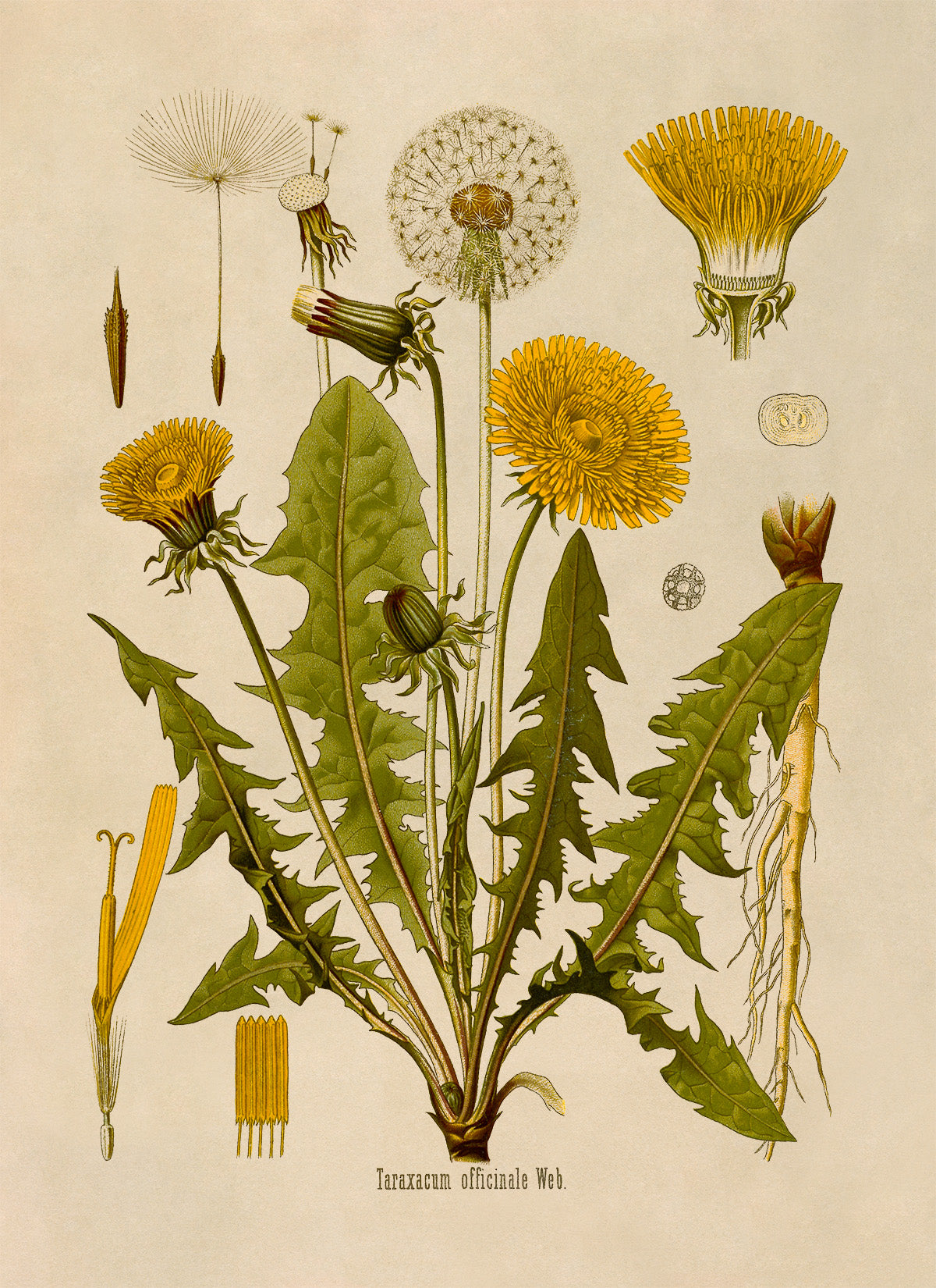 Dandelion Flower Botanical Illustration Print, MOBO5