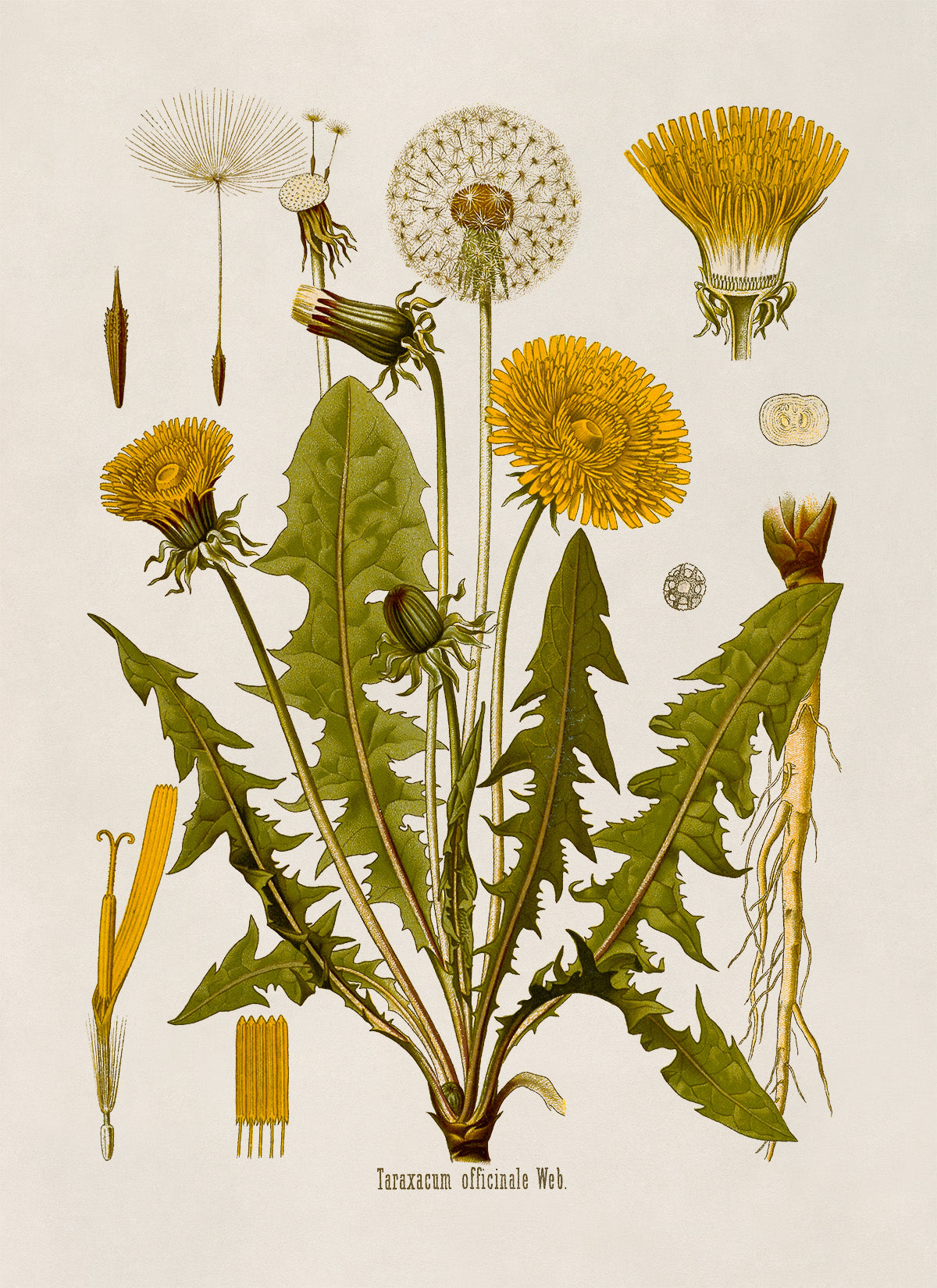 Dandelion Flower Botanical Illustration Print, MOBO5