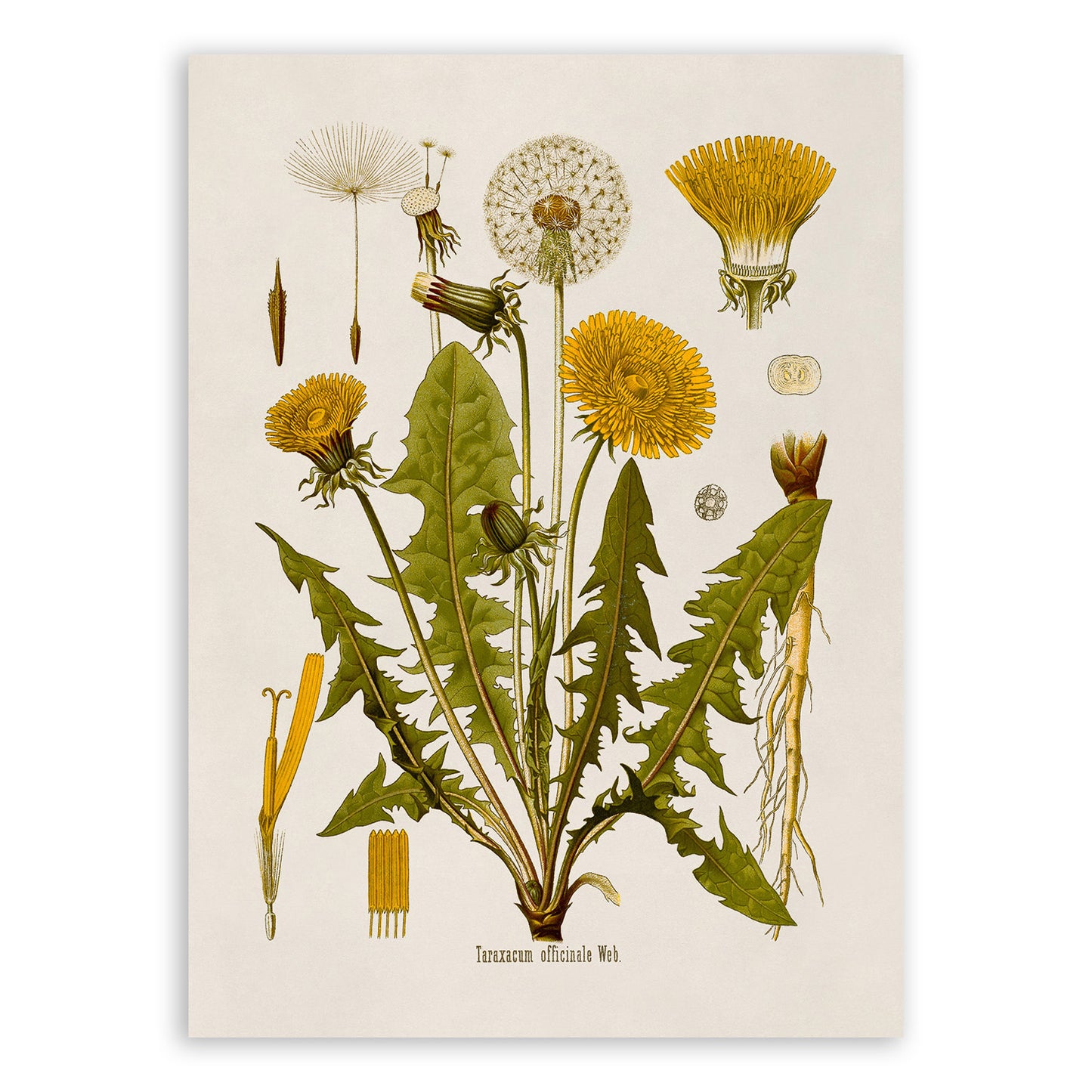 Dandelion Flower Botanical Illustration Print, MOBO5