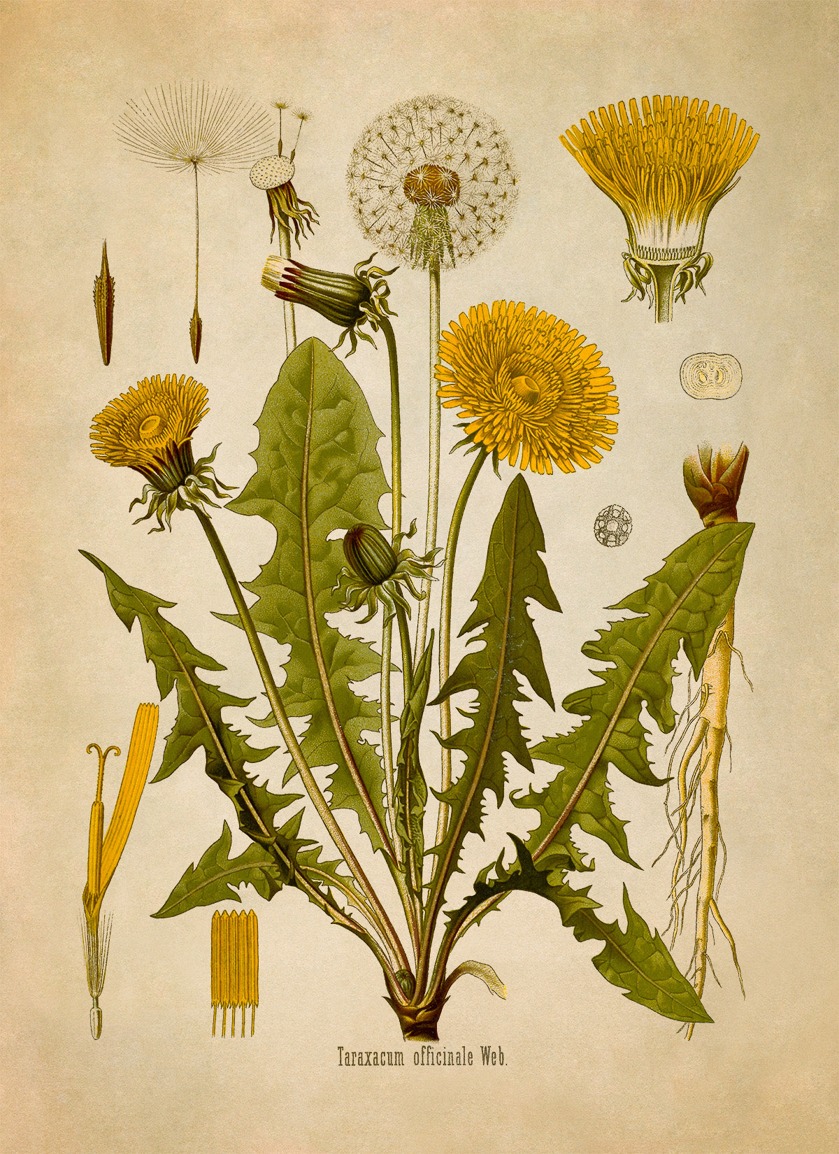 Dandelion Flower Botanical Illustration Print, MOBO5