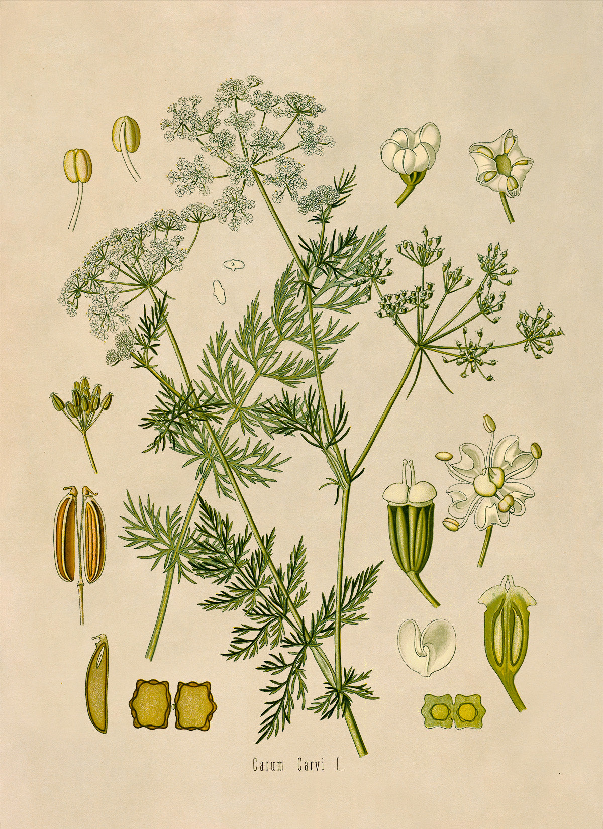 Caraway Plant Botanical Illustration Print, MOBO60