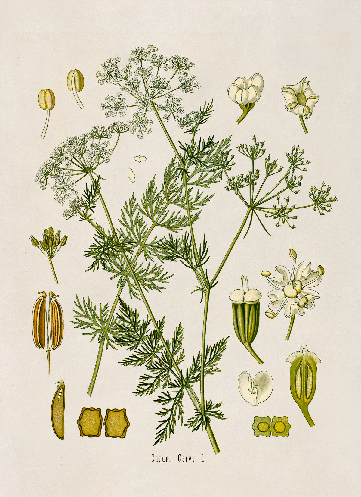 Caraway Plant Botanical Illustration Print, MOBO60