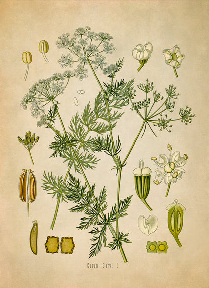 Caraway Plant Botanical Illustration Print, MOBO60