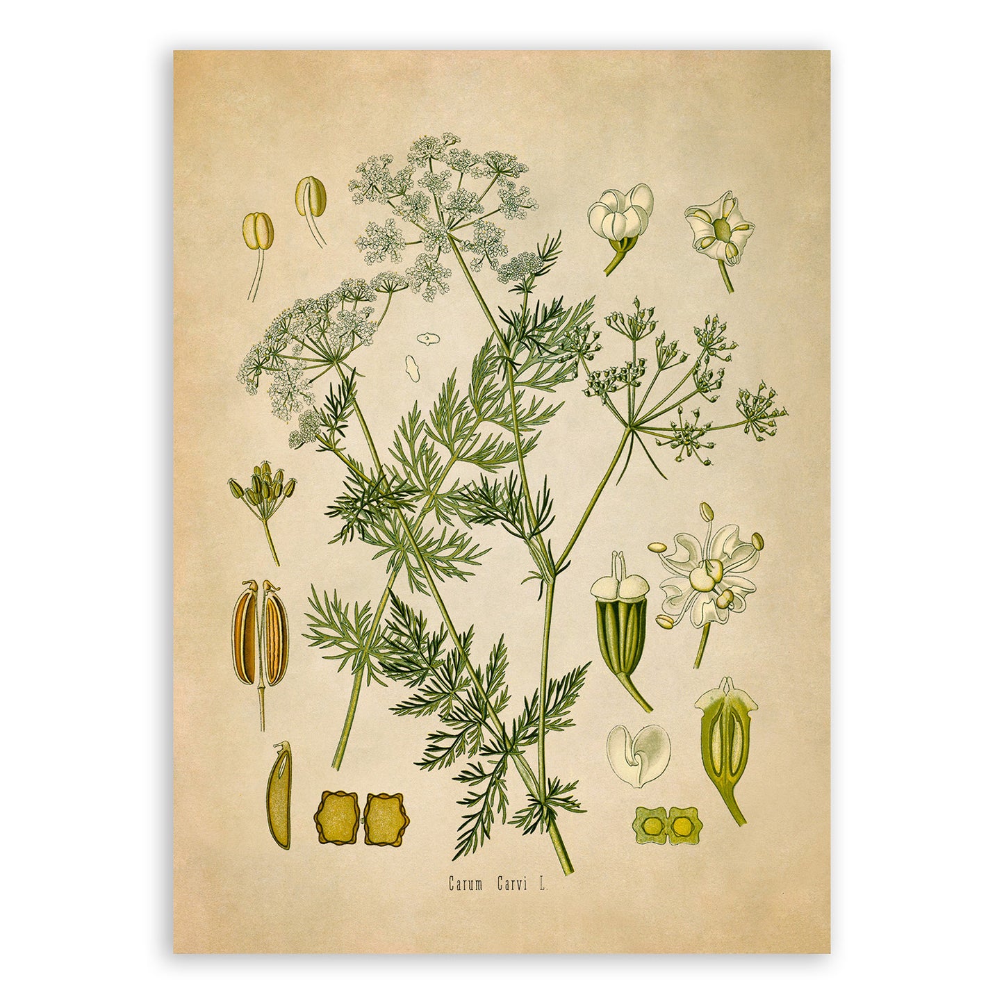 Caraway Plant Botanical Illustration Print, MOBO60