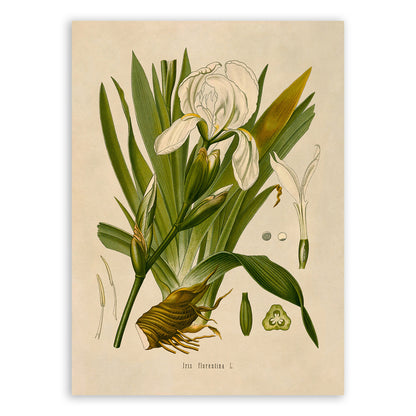 Iris Flower Botanical Illustration Print, MOBO61