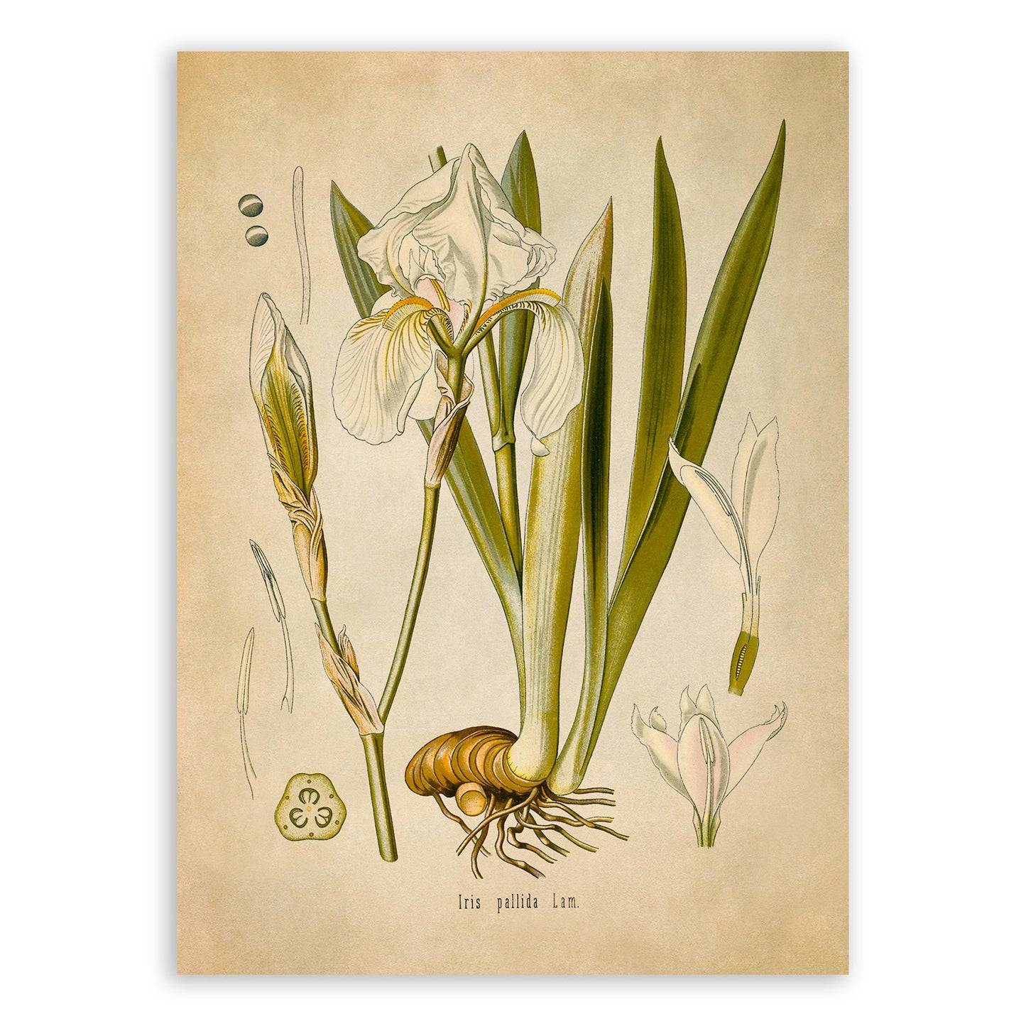 Sweet Iris Flower Botanical Illustration Print, MOBO62