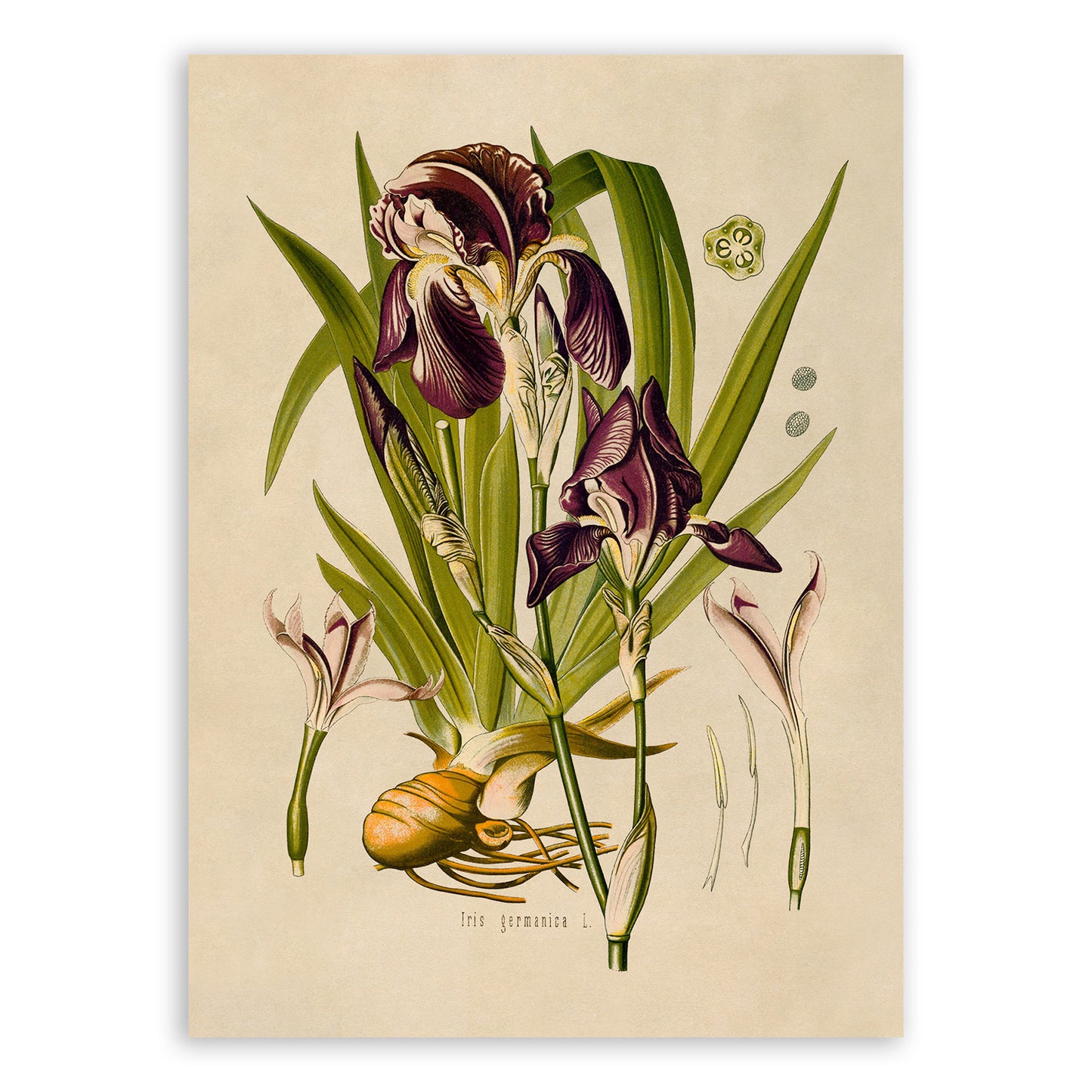 Bearded Iris Flower Botanical Illustration Print, MOBO63