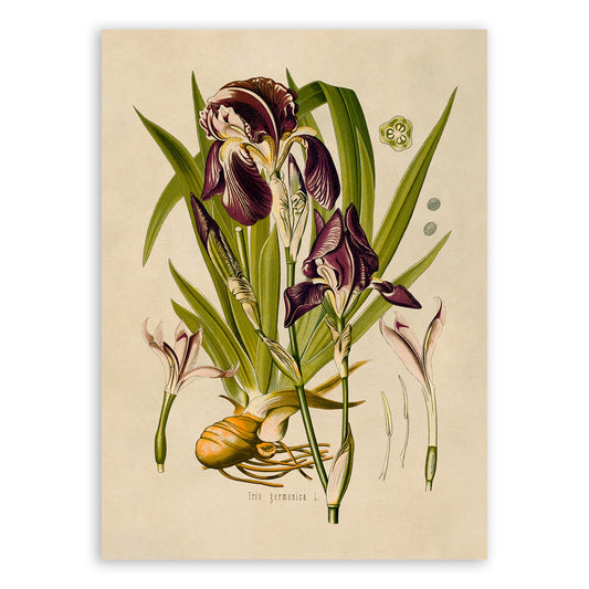 Bearded Iris Flower Botanical Illustration Print, MOBO63