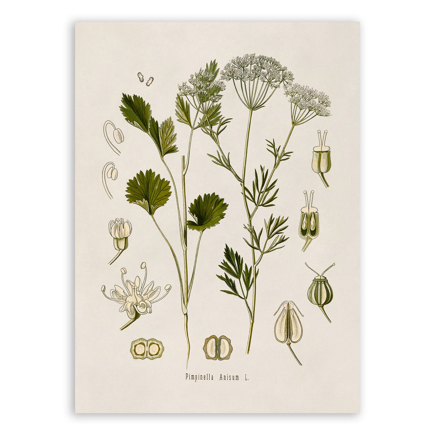 Anise Plant Botanical Illustration Print, MOBO64