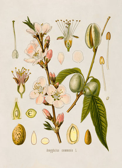 Almond Tree Botanical Illustration Print, MOBO65