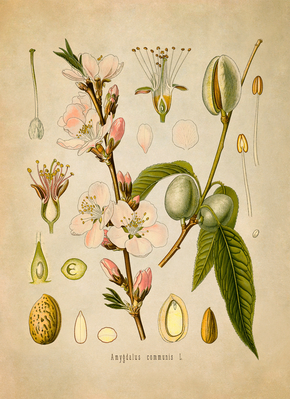 Almond Tree Botanical Illustration Print, MOBO65