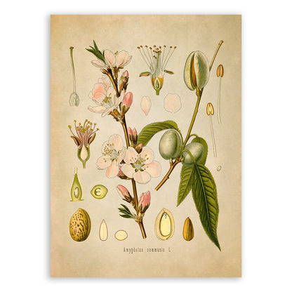 Almond Tree Botanical Illustration Print, MOBO65