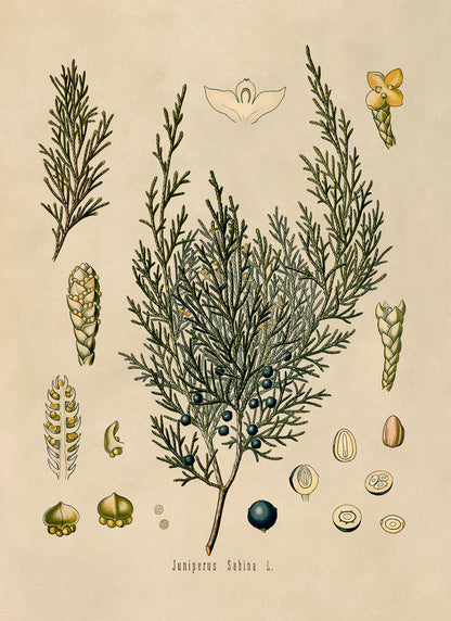 Savin Juniper Plant Botanical Illustration Print, MOBO66