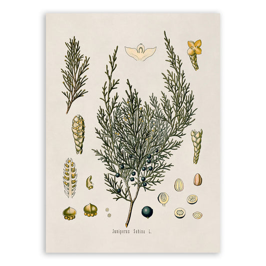 Savin Juniper Plant Botanical Illustration Print, MOBO66