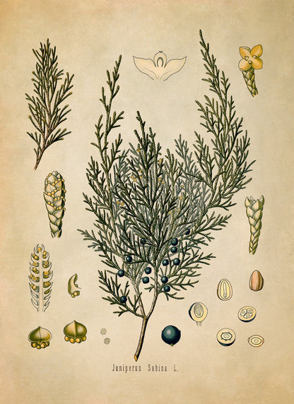 Savin Juniper Plant Botanical Illustration Print, MOBO66