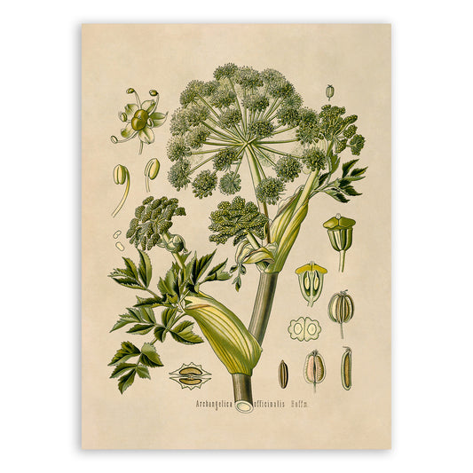 Angelica Plant Botanical Illustration Print, MOBO67