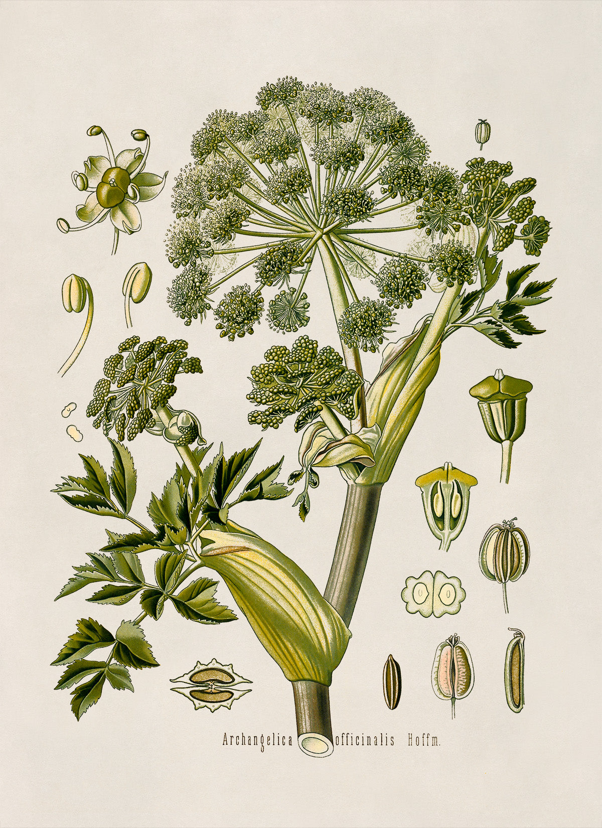 Angelica Plant Botanical Illustration Print, MOBO67