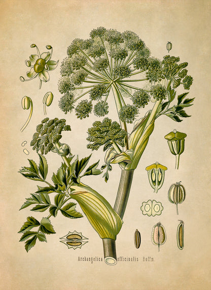 Angelica Plant Botanical Illustration Print, MOBO67