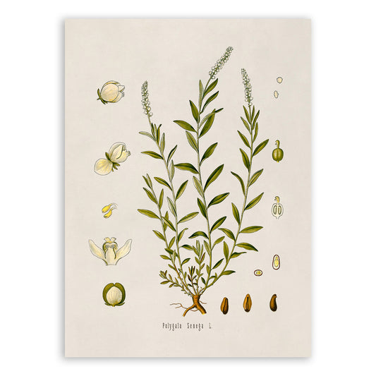 Seneca Snakeroot Plant Botanical Illustration Print, MOBO68