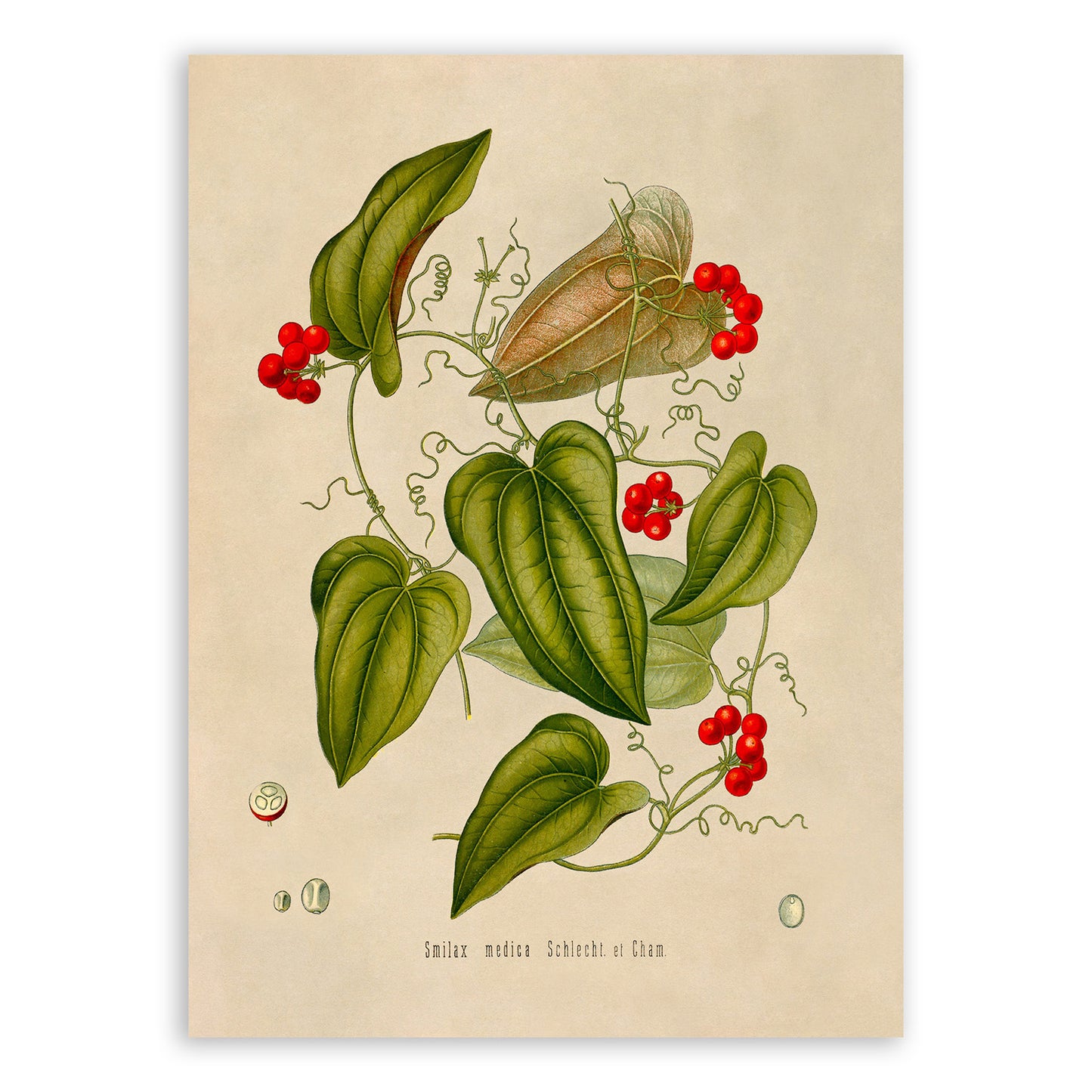 Sarsaparilla Plant Botanical Illustration Print, MOBO69