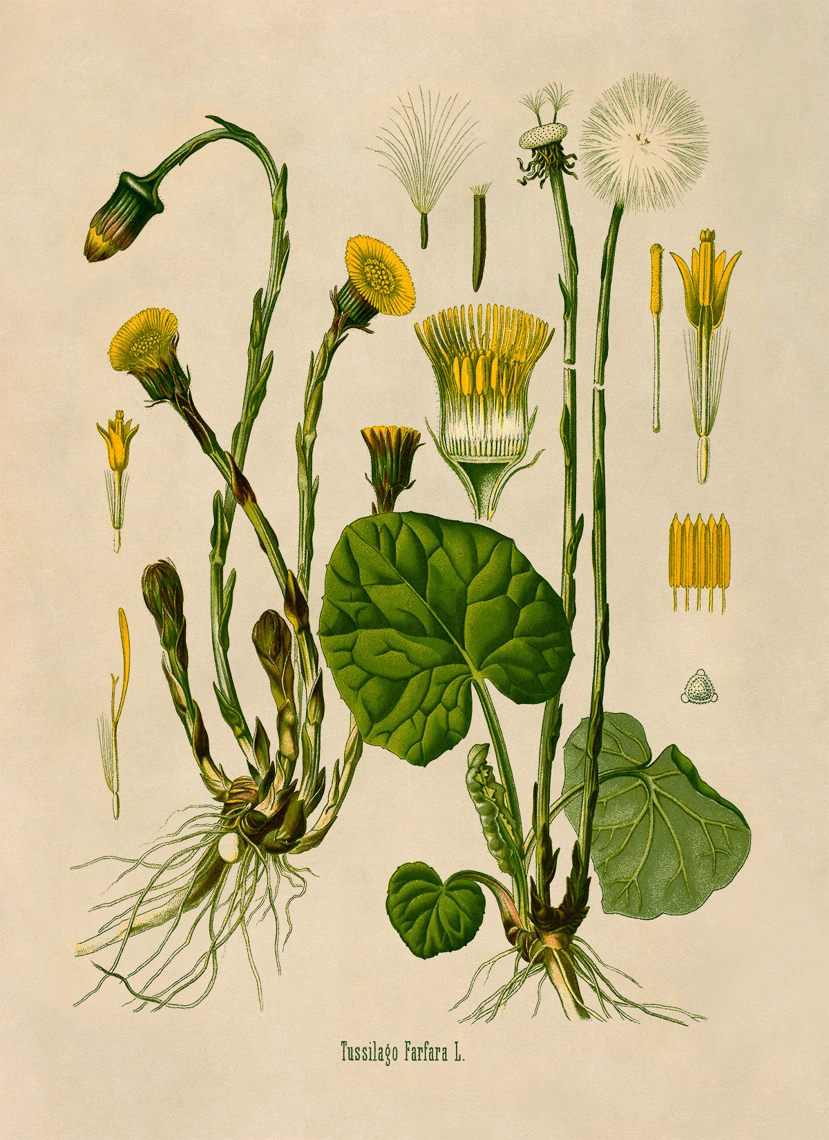 Coltsfoot Flower Botanical Illustration Print, MOBO6