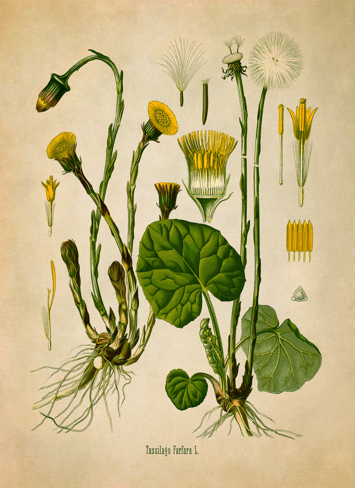 Coltsfoot Flower Botanical Illustration Print, MOBO6