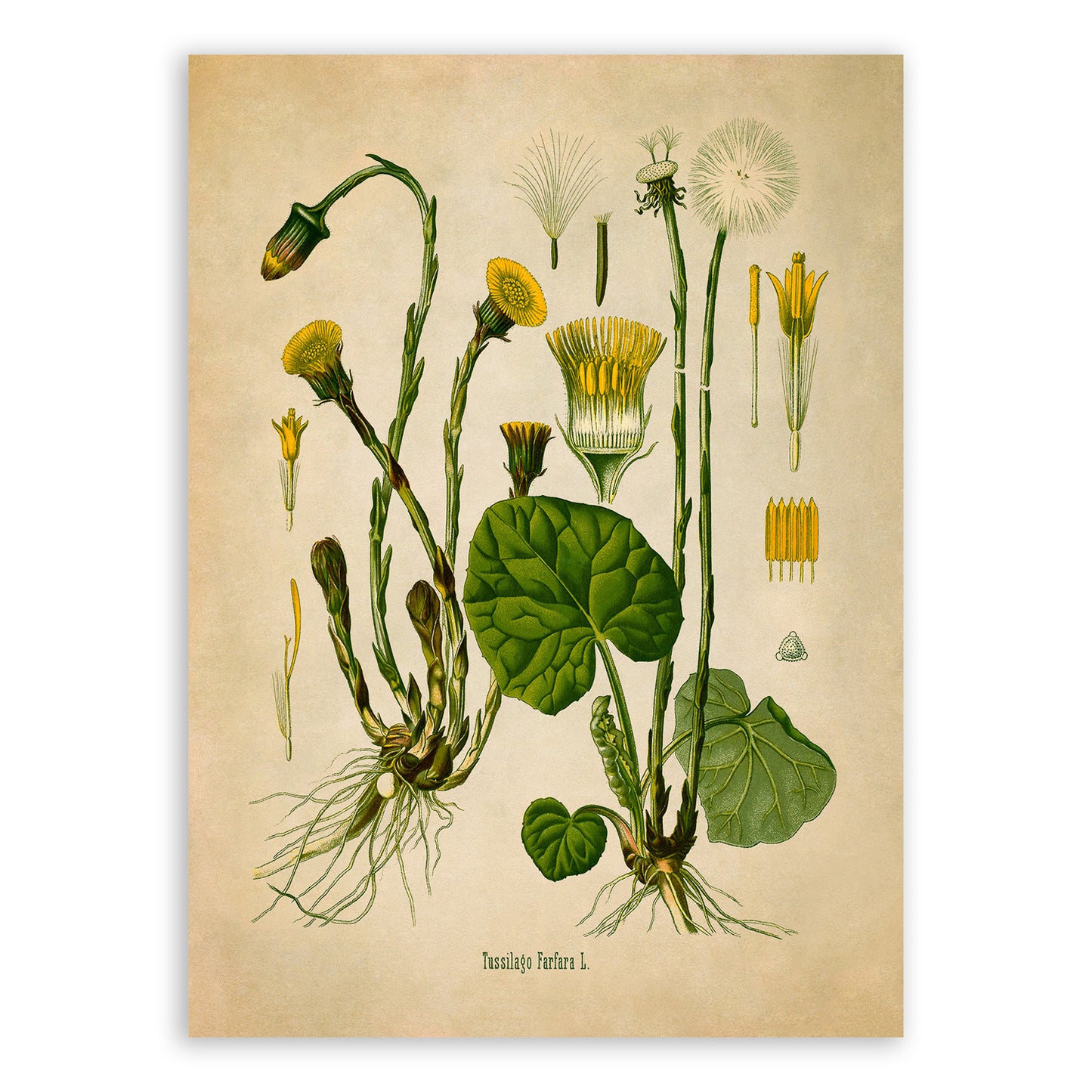 Coltsfoot Flower Botanical Illustration Print, MOBO6