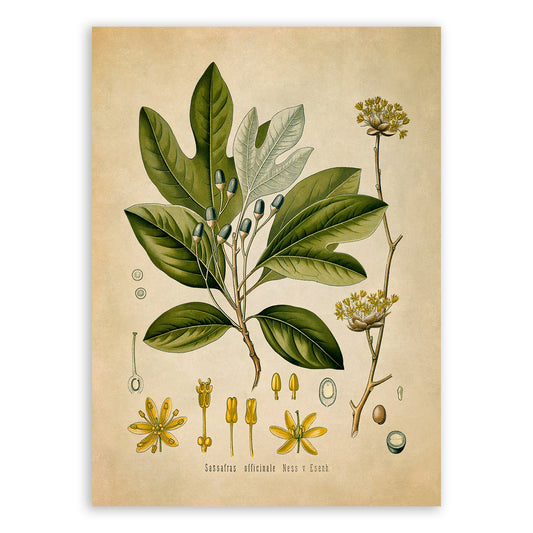 Sassafras Tree Botanical Illustration Print, MOBO70