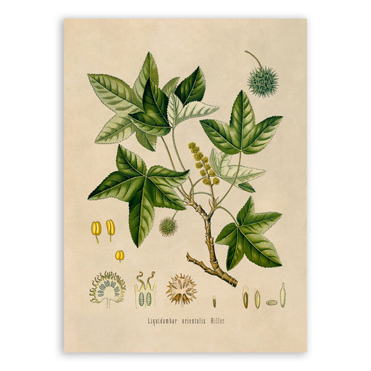 Oriental Sweetgum Tree Botanical Illustration Print, MOBO71