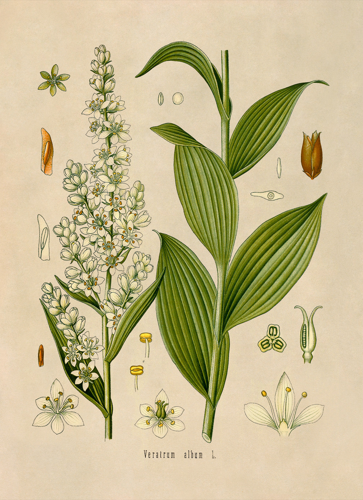 False Helleborine Plant Botanical Illustration Print, MOBO72