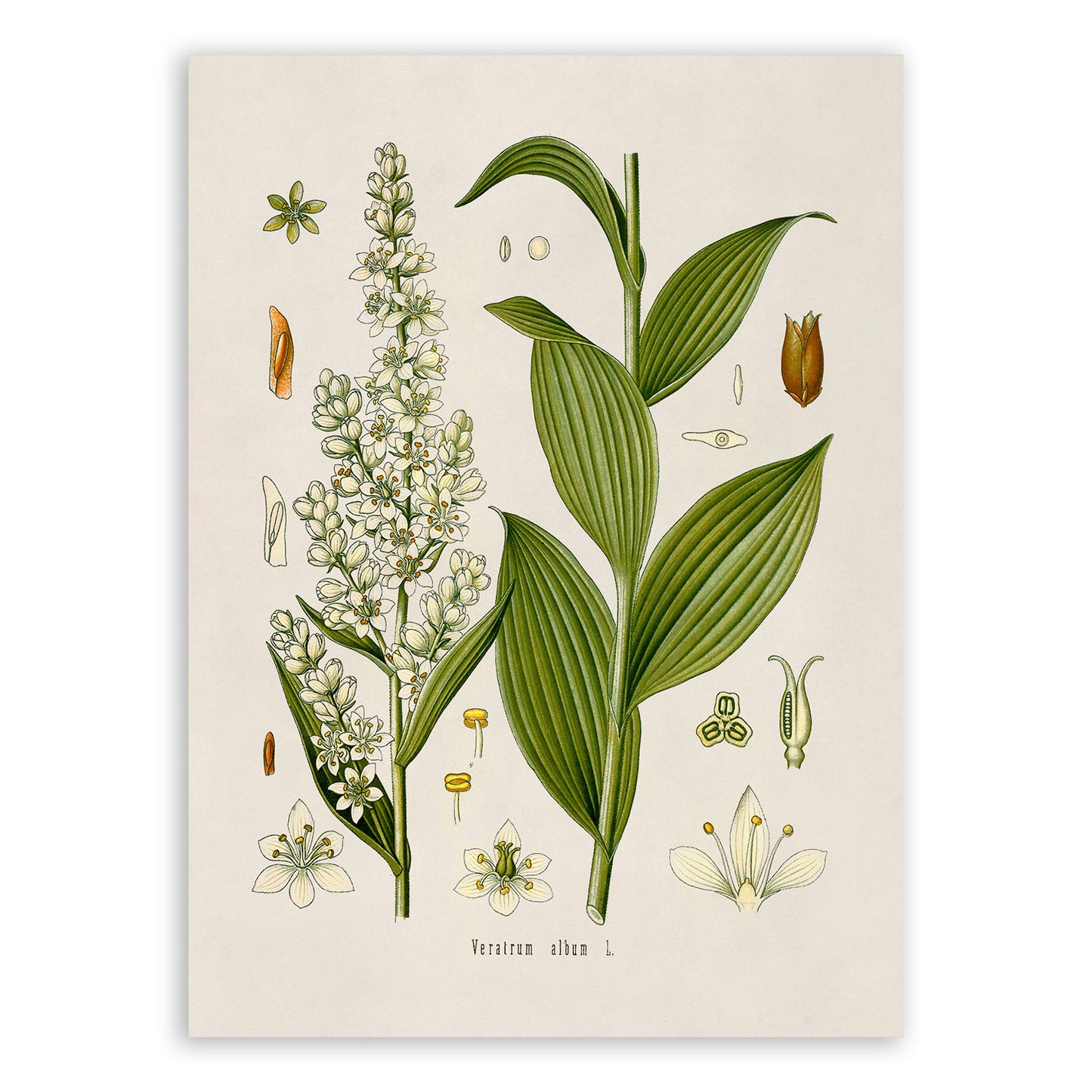 False Helleborine Plant Botanical Illustration Print, MOBO72