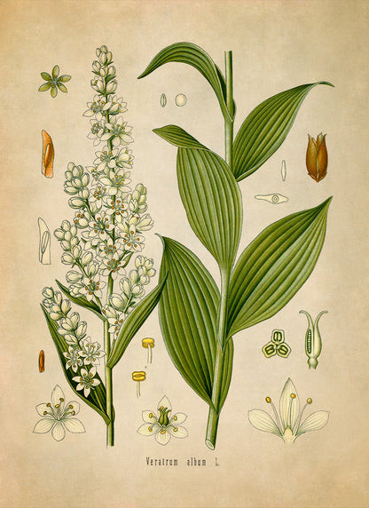 False Helleborine Plant Botanical Illustration Print, MOBO72