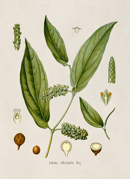 Cubeb Plant Botanical Illustration Print, MOBO73