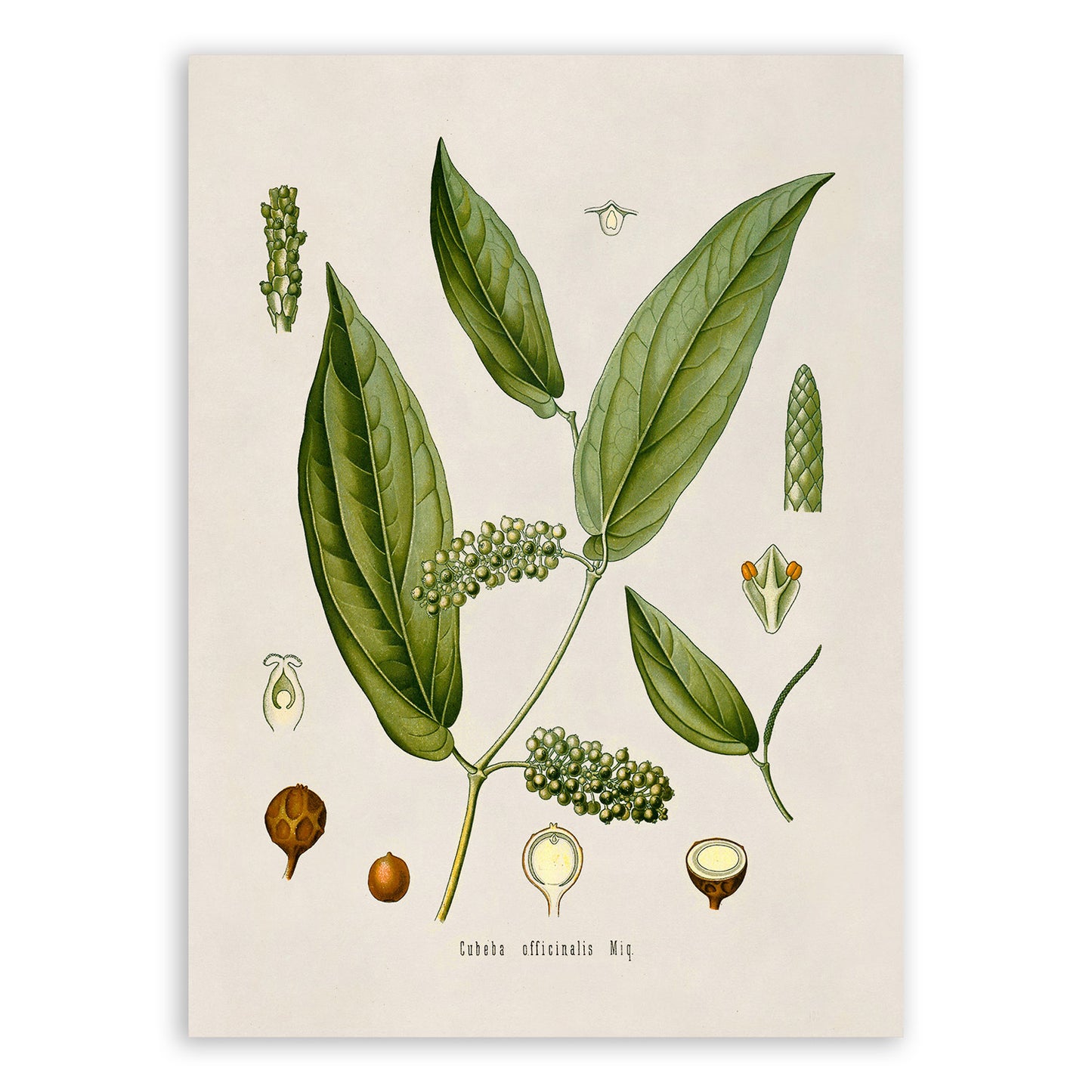 Cubeb Plant Botanical Illustration Print, MOBO73