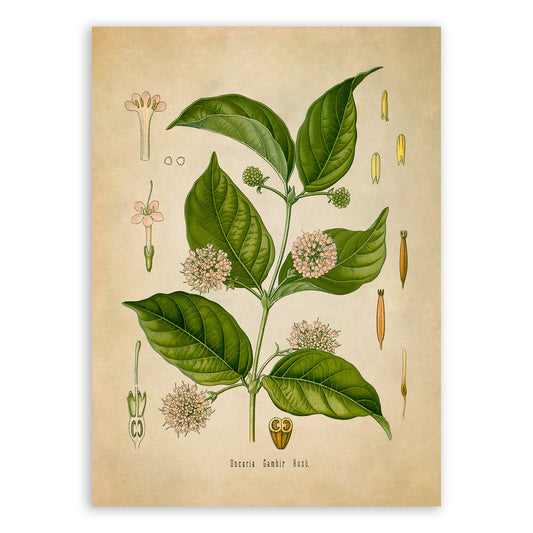 Gambier Plant Botanical Illustration Print, MOBO74