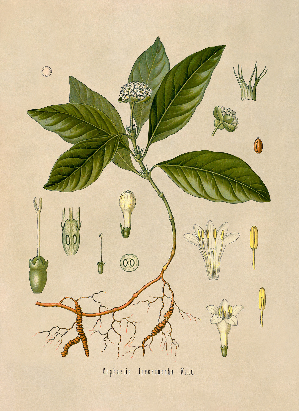 Ipecacuanha Plant Botanical Illustration Print, MOBO75