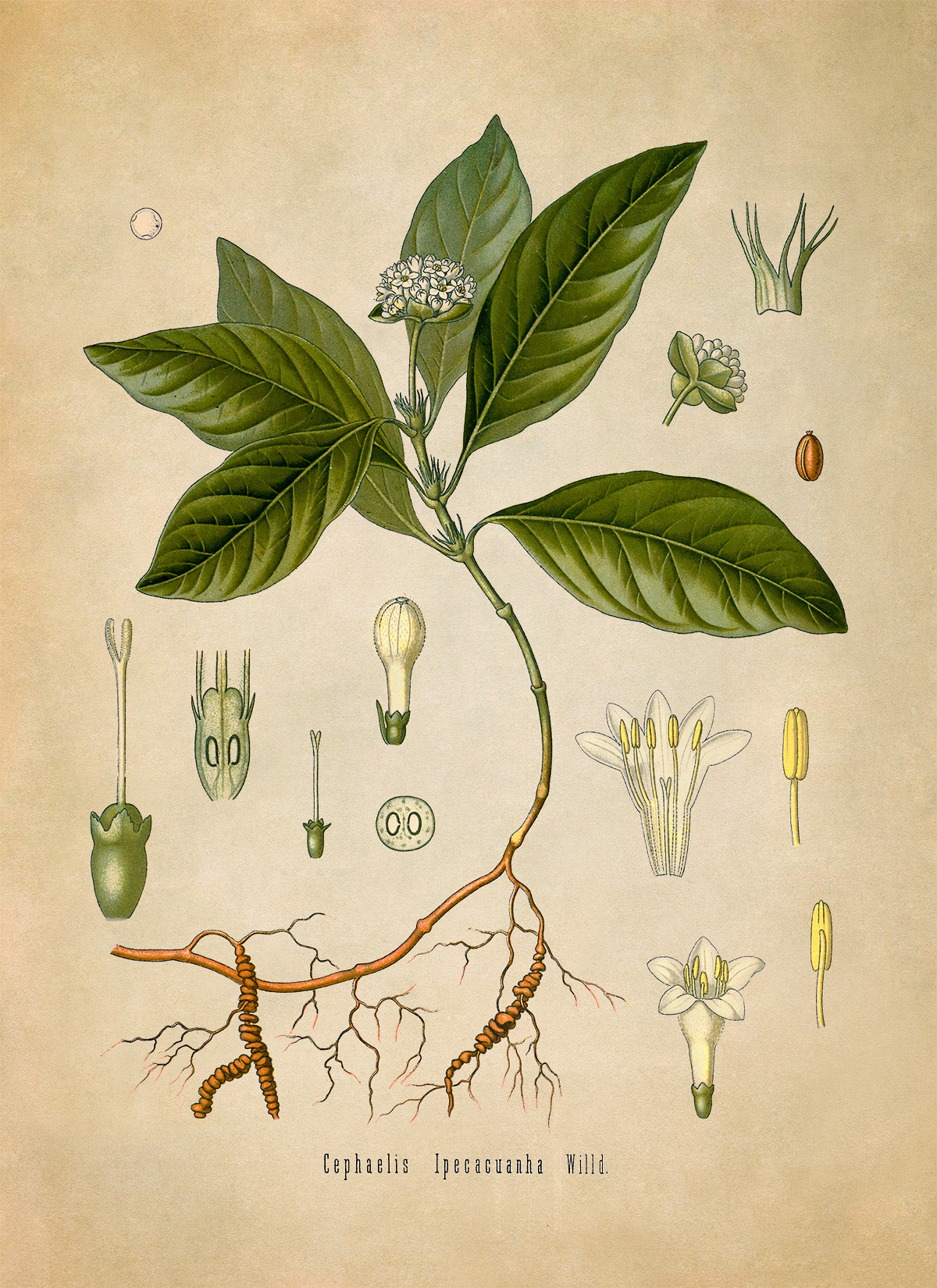 Ipecacuanha Plant Botanical Illustration Print, MOBO75